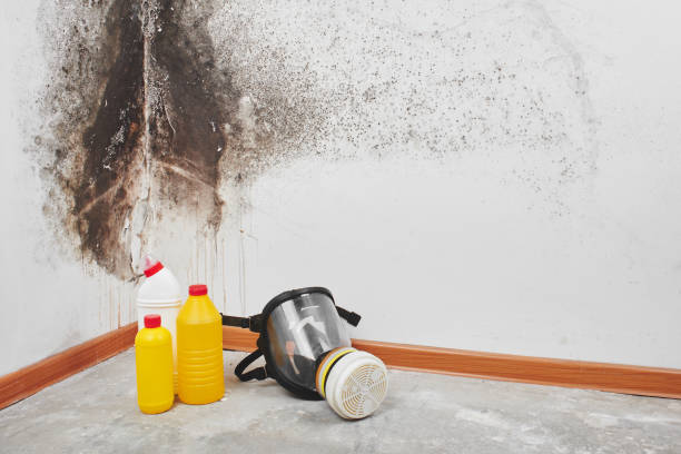 Best Commercial Mold Removal  in Dexter, NM