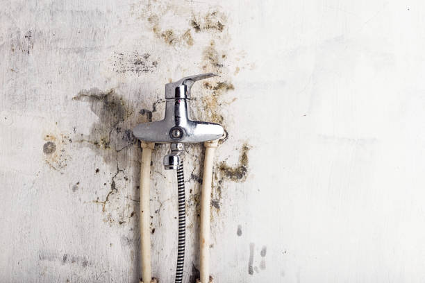 Best Professional Mold Removal  in Dexter, NM