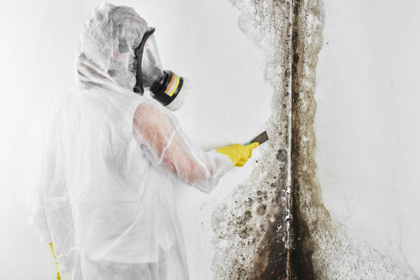 Best Commercial Mold Removal  in Dexter, NM