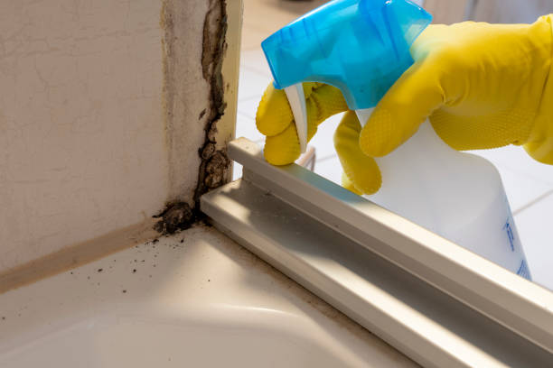 Mold Testing and Removal in Dexter, NM