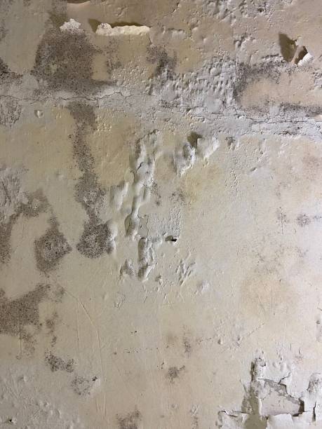 Best Same-Day Mold Removal  in Dexter, NM