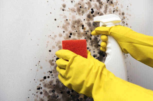Attic Mold Removal in Dexter, NM